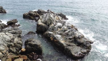 Pelikan kuşlar ve kayalık plaj