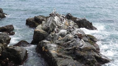 Pelikan kuşlar ve kayalık plaj