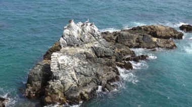 Pelikan kuşlar ve kayalık plaj