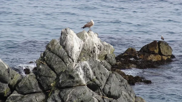 Pelikaan Vogels Rotsachtige Strand — Stockfoto