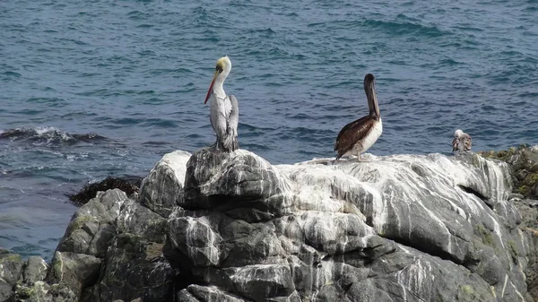 Pájaros Pelícanos Playa Rocosa — Foto de Stock