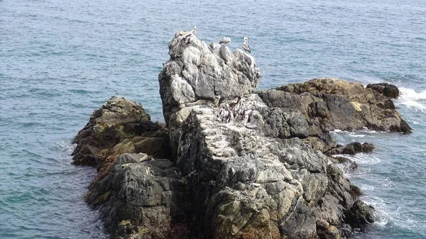Pássaros Pelicanos Praia Rochosa — Fotografia de Stock