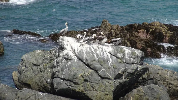 Pájaros Pelícanos Playa Rocosa — Foto de Stock