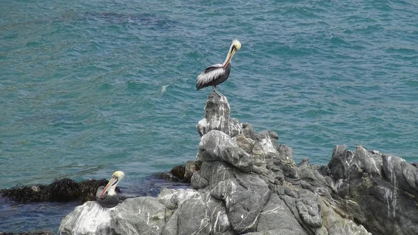 Pelikaan Vogels Rotsachtige Strand — Stockfoto