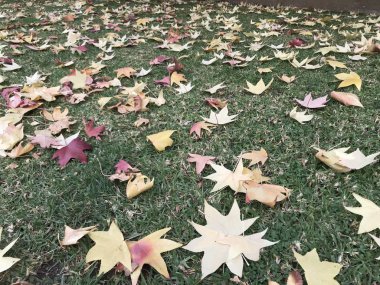 Bir parkta bahar ve düşmüş yapraklar