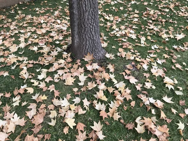 Printemps Feuilles Tombées Sur Parc — Photo