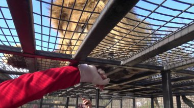 Şili 'de bir safari parkında bir kaplan ve aslanı beslemek 