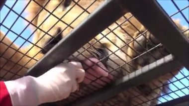 Şili 'de bir safari parkında aslan ve kaplan beslemeleri