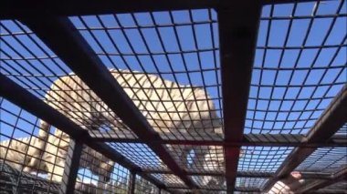 Şili 'de bir safari parkında aslan ve kaplan beslemeleri