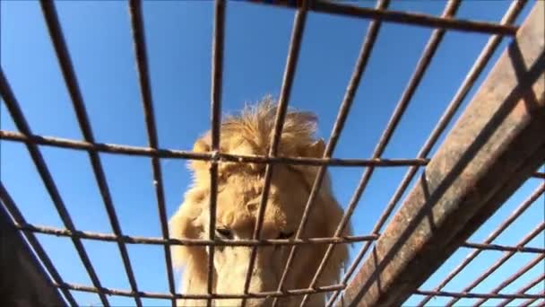 Alimentando Leão Tigre Parque Safári Chile — Vídeo de Stock