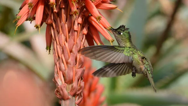 Hummingbird Parku Santiagu Chile Royalty Free Stock Obrázky