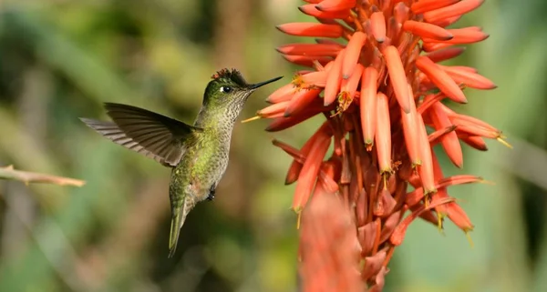 Hummingbird Park Santiago Chile Stockbild