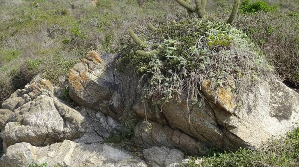 Paysage Plage Rochers Nature — Photo