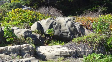 plaj çiçekleri, plaj bahçesi ve doğa