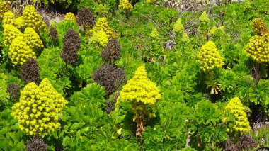 plaj çiçekleri, plaj bahçesi ve doğa