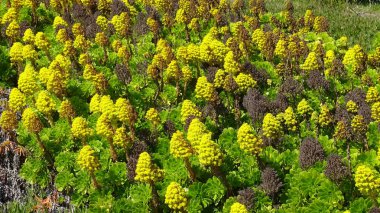 plaj çiçekleri, plaj bahçesi ve doğa