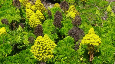 plaj çiçekleri, plaj bahçesi ve doğa