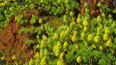 plaj çiçekleri, plaj bahçesi ve doğa