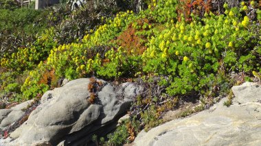 plaj çiçekleri, plaj bahçesi ve doğa