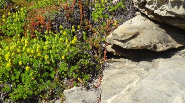 plaj çiçekleri, plaj bahçesi ve doğa