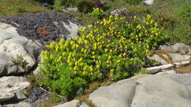 plaj çiçekleri, plaj bahçesi ve doğa