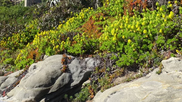 plaj çiçekleri, plaj bahçesi ve doğa