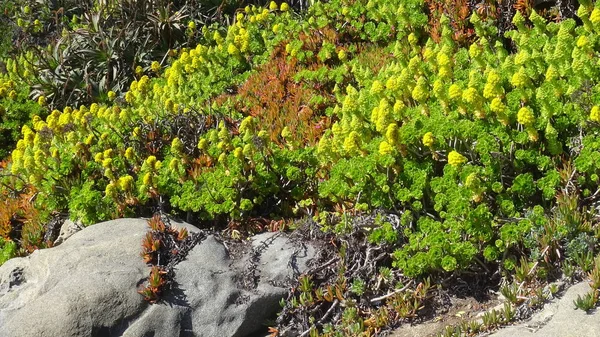 plaj çiçekleri, plaj bahçesi ve doğa