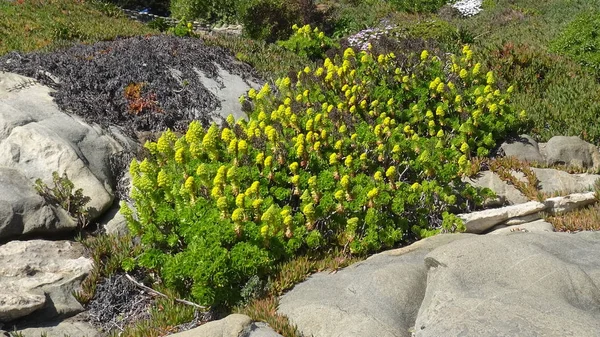plaj çiçekleri, plaj bahçesi ve doğa