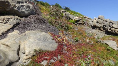Kayalık plaj ve doğanın peyzajı