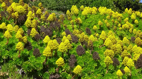 plaj çiçekleri, plaj bahçesi ve doğa