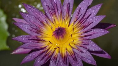 Mor nilüfer çiçeği makro yakın çekim videosu