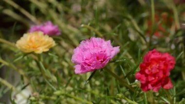 Portulaca grandiflora sulu bir çiçek bitkisidir. 