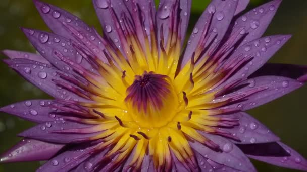 Violet Lotus Floare Macro Closeup Video — Videoclip de stoc