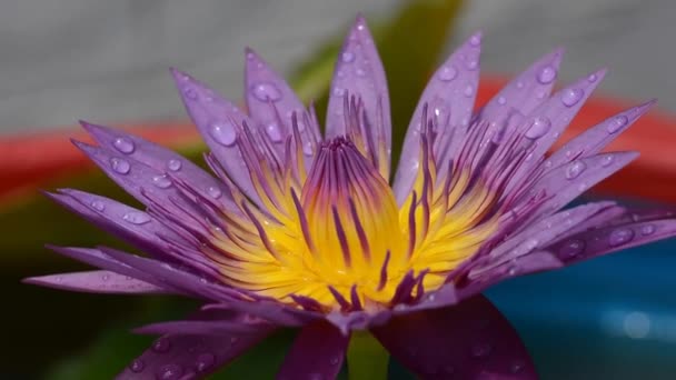 Μοβ Λουλούδι Λωτού Μακροεντολή Closeup Βίντεο — Αρχείο Βίντεο