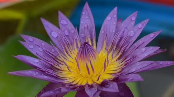 Fioletowy Lotos Kwiat Makro Zbliżenie Wideo — Wideo stockowe