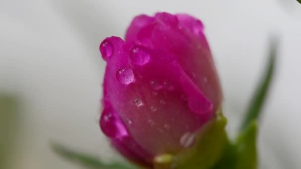 Portulaca Grandiflora Ist Eine Blühende Sukkulente — Stockvideo