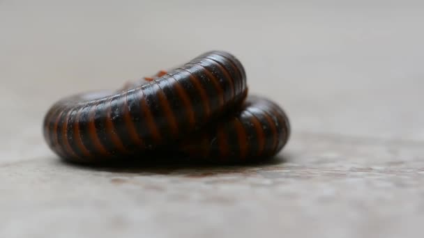 千足虫是一类节肢动物 — 图库视频影像