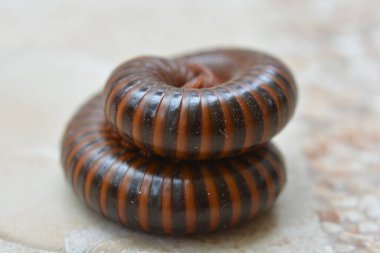 Kırkayaklar eklembacaklı bir gruptur. 