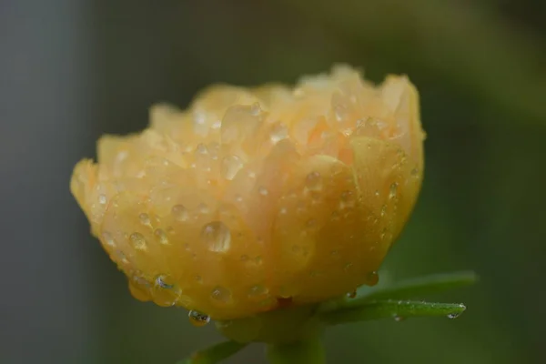 Portulaca Grandiflora Uma Planta Com Flores Suculentas — Fotografia de Stock