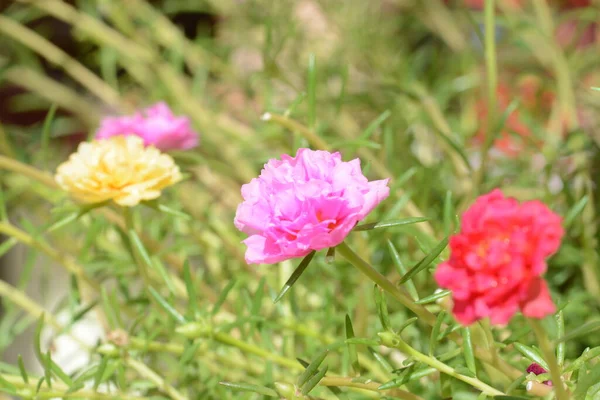 Portulaca Grandiflora Uma Planta Com Flores Suculentas — Fotografia de Stock