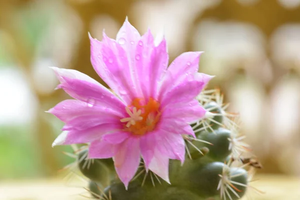 Cactus Flower Bangkok Thailand — Stock Photo, Image