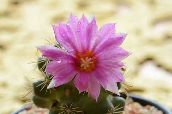 Cactus Flower Bangkok Thailand — Stock Photo, Image