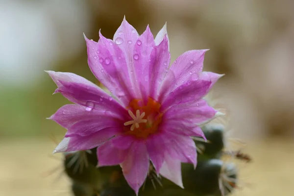 Cactus Flower Bangkok Thailand — Stock Photo, Image