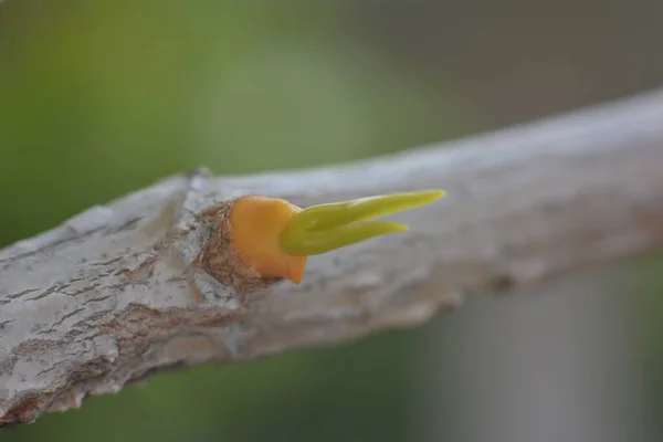 Water Drop Tree Branch — Stock Photo, Image