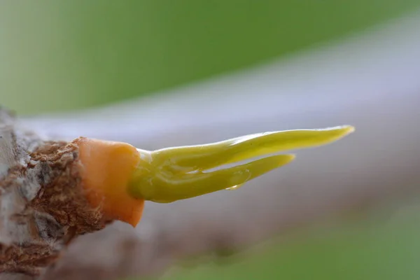 Water Drop Tree Branch — Stock Photo, Image