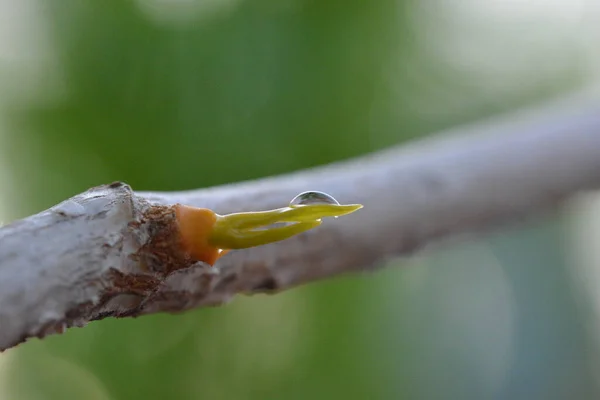 Water Drop Tree Branch — Stock Photo, Image