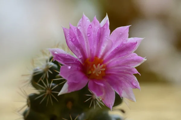 Cactus Flower Bangkok Thailand — Stock Photo, Image