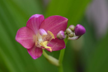 Tayland 'da orkide çiçeği bulundu.