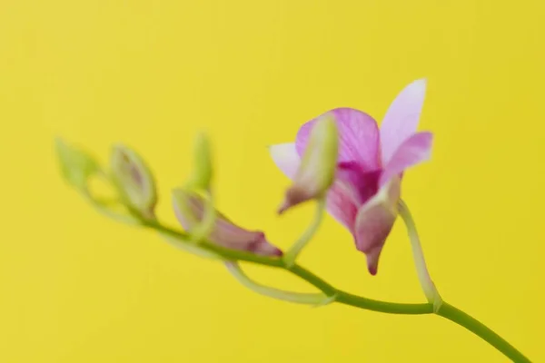 Fleur Orchidée Trouvée Thaïlande — Photo