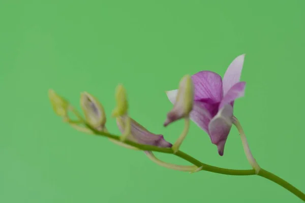 Orchidej Květina Nalezena Thajsku — Stock fotografie